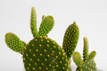 prickly cactus, close-up, white background