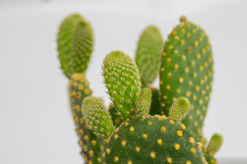 prickly cactus, close-up, white background