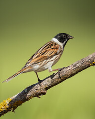 Bird male Reed Bunting Emberiza schoeniclus, spring time, Poland Europe
