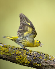 Bird Siskin Carduelis spinus male, small yellow bird, spring time in Poland Europe
