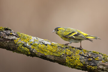 Bird Siskin Carduelis spinus male, small yellow bird, spring time in Poland Europe