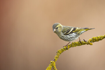 Bird Siskin Carduelis spinus female, small yellow bird, spring time in Poland Europe