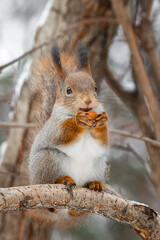 Red Squirrel climbing up in a tree.