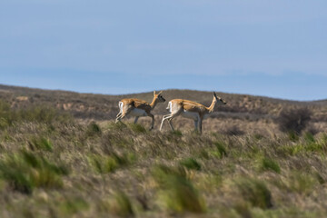 Naklejka na ściany i meble Blackbuck Antelope in Pampas plain environment, La Pampa province, Argentina