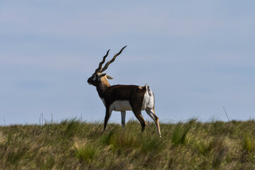 Antelope in La Pampa , Patagonia, Argentina