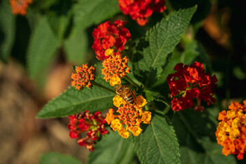 A bee collects nectar on a beautiful lantana flower in natural sunlight. Summer natural background with bright yellow lanthanum flowers, environmental sustainability of nature