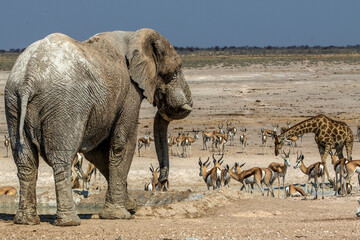 Etoscha National Park Namibia