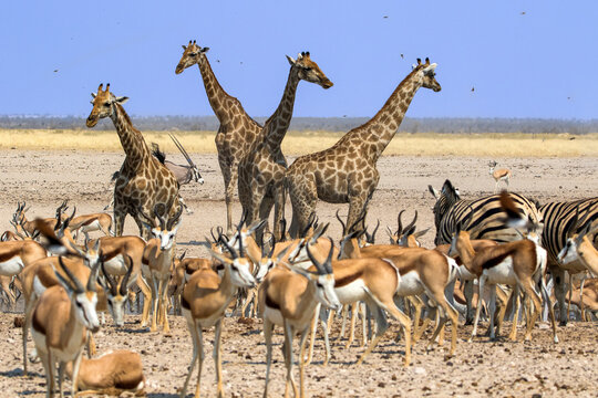 Etoscha Namibia