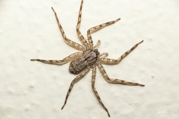 Top view of Philodromidae spider on the sand