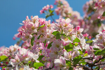 branch with apple blossoms, full bloom at springtime, blue sky