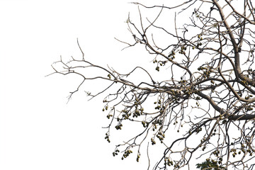 Olive branch isolated on white save with clipping path.