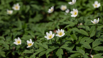 Anemone - windflowers - white spring flowers in the forest 