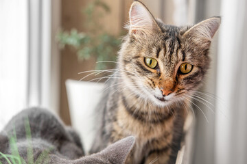 Silly Cat. Domestic cat make funny face. Cute crazy kitty sitting on windowsill. Feline Care, love to pet, humour concept. Closeup. Surprised or amazed Muzzle of Cat  with open mouth.