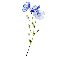 Watercolour drawing of Ukranian wildflower forget-me-not.