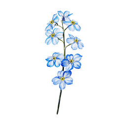 Watercolour drawing of Ukranian wildflower forget-me-not.