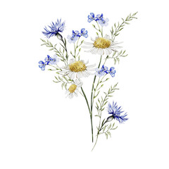 Watercolor bouquet with wild flowers of cornflower and chamomile.