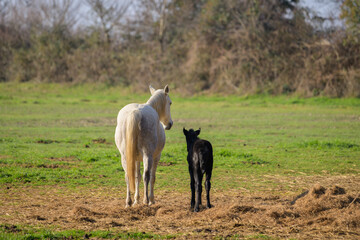 Obraz premium A White horse and a black foal standing on a pasture in Camargue