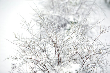 Fototapeta na wymiar snow covered bush branches