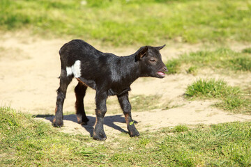 Young goat close-up
