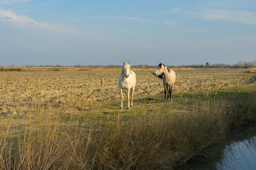 Naklejka na ściany i meble A white horse standing on a pasture in Camargue