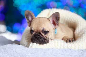 dog breed french bulldog