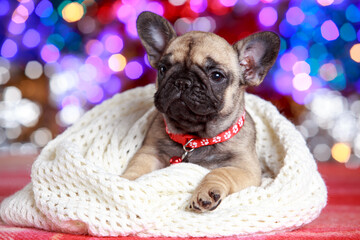 dog breed french bulldog