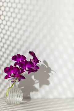 Sprig of purple orchid in transparent vase on light white background, free copy space. Flower silhouette and blurred shadow honeycombs on wall. Orchidaceae, minimalist aesthetic, beautiful bloom.