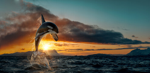 Orca leaping from sunset ocean water with splashes, Norway background, winter and snow on mountains...