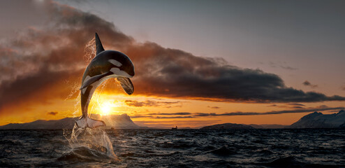 Orca leaping from sunset ocean water with splashes, Norway background, winter and snow on mountains in fjord with copyspace for design - 593592525