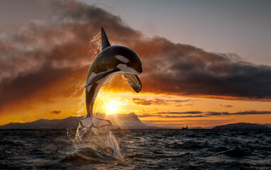 Orca leaping from sunset ocean water with splashes, Norway background, winter and snow on mountains in fjord