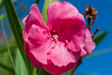 Pink oleander flower close-up in natural sunlight against blue sky, authentic sustainable...