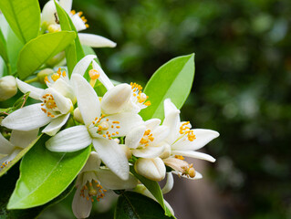 Valencian orange and orange blossoms. Spain. Spring harvest 