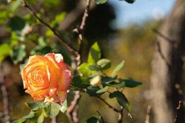 晩秋の日差しを浴びて咲くオレンジ色のバラ