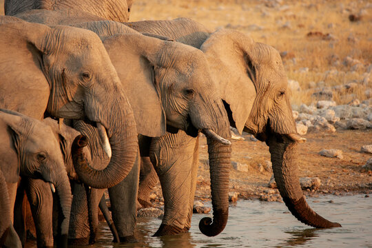 A herd of elephants standing in a row drinking water