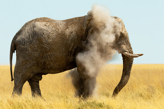 Side view of an elephant blowing sand 