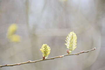 willow bud on a tree branch in early spring macro 
