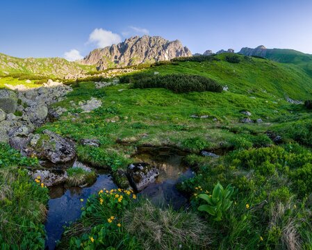 Blooming mountain meadow, green grass, rocks, mountain ridge in the background. Low Tatras, northern wall of Dumbier hill, Slovakia. Colorful spring mountain landscape