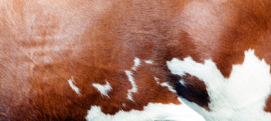 abstract red and white pattern on side of cow