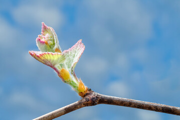 Macro closeup of bud break on grapevine