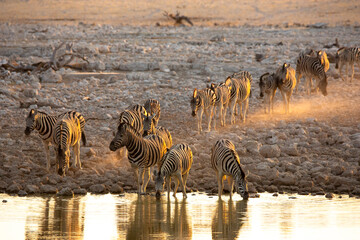 A herd of zebras drinking at a watering hole 
