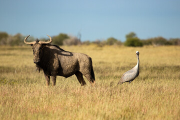 A wildebeest and a blue crane standing back to back