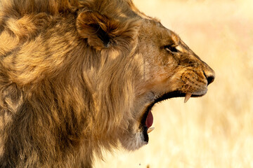 Close up of a lion roaring