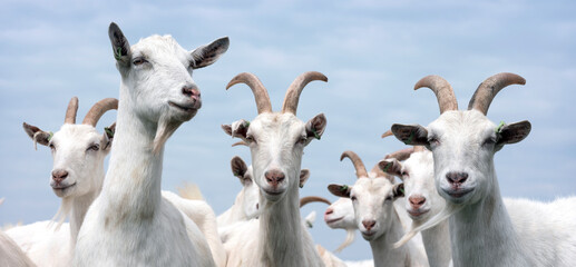 Fototapeta na wymiar white goats outside in meadow against blue cloudy sky
