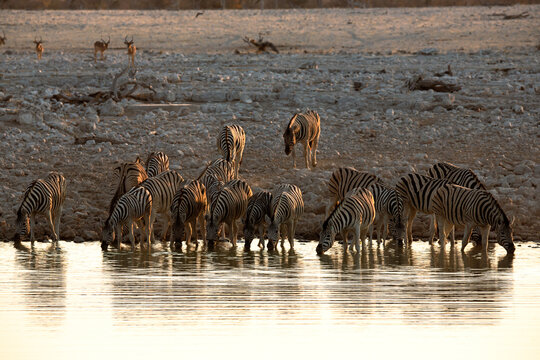 A herd of zebras drinking at a watering hole with springboks in the background