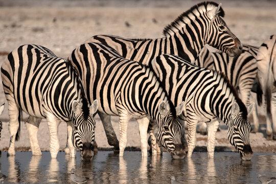 A heard of zebras standing at a watering hole drinking water