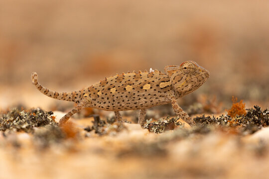 A camouflaged chameleon with the background blurred