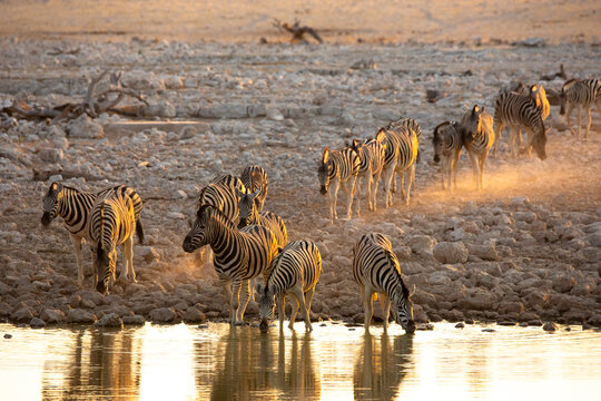 Fototapeta A herd of zebras drinking at a watering hole 