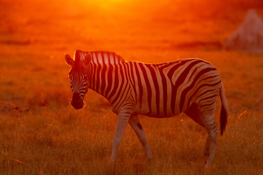 A zebra standing alone on a grassy plain at sunset