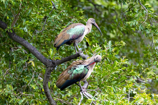 Two hadada ibis in a tree