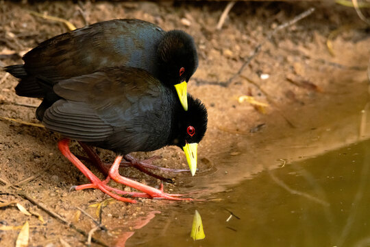 Two black crakes standing very close to each other near water